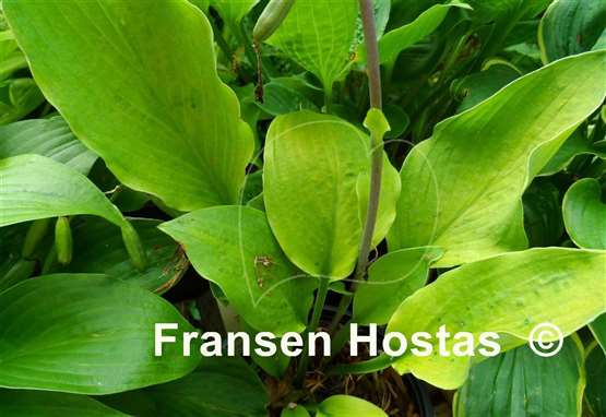 Hosta Herbal Tea